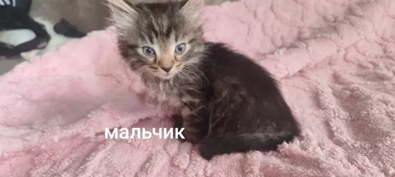 Отдам котят в добрые руки Макеевка