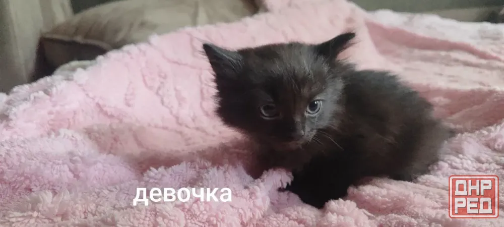 Отдам котят в добрые руки Макеевка - изображение 1