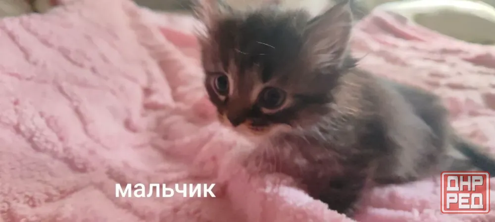 Отдам котят в добрые руки Макеевка - изображение 4