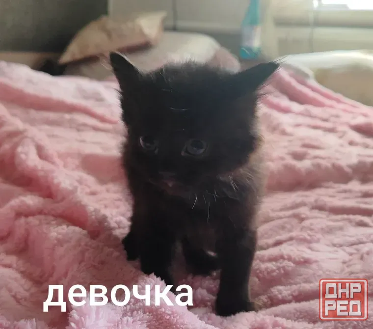 Отдам котят в добрые руки Макеевка - изображение 3
