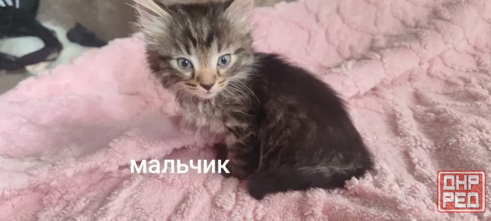Отдам котят в добрые руки Макеевка - изображение 2
