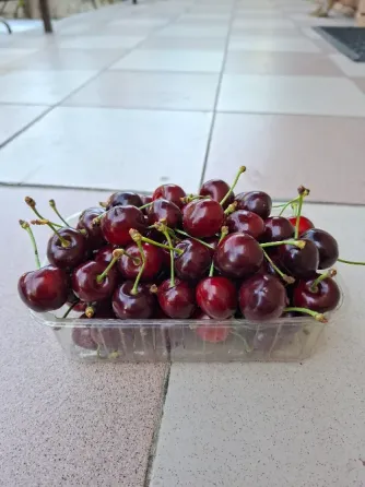Черешня Донецк