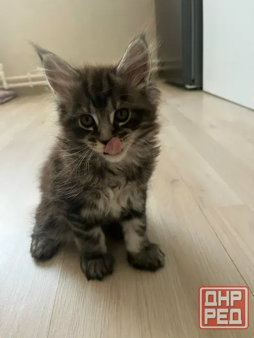 Чистокровные котята Мейн-Куна Ахтубинск - изображение 2