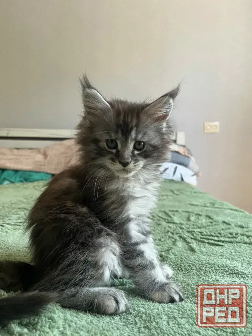 Чистокровные котята Мейн-Куна Ахтубинск - изображение 1