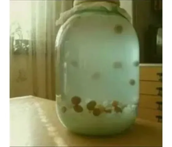 Индийский морской рис Донецк