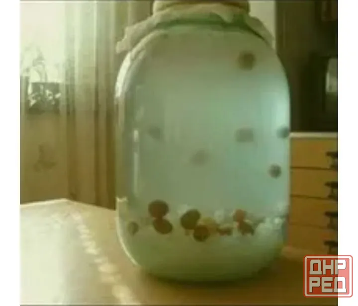 Индийский морской рис Донецк - изображение 1