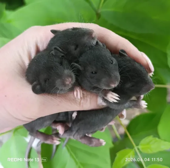 Дамбо Рекс Донецк