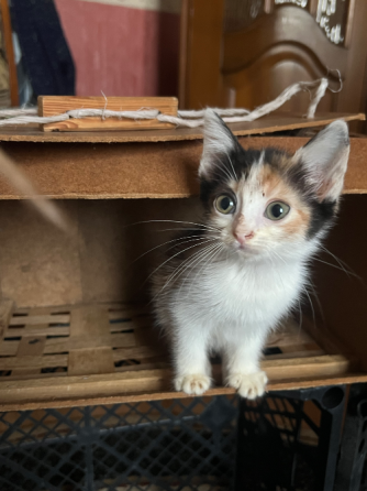 Отдам 3х кошечек бесплатно в добрые руки. 2 месяца. Сами кушают и вылизываются. Очень послушные. Донецк