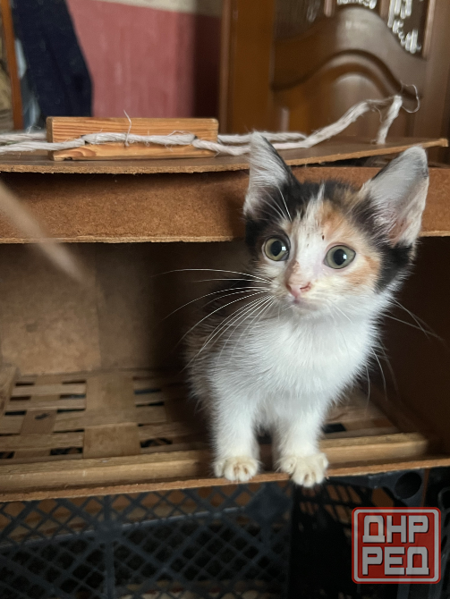 Отдам 3х кошечек бесплатно в добрые руки. 2 месяца. Сами кушают и вылизываются. Очень послушные. Донецк - изображение 3