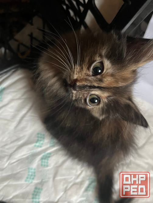 Отдам 3х кошечек бесплатно в добрые руки. 2 месяца. Сами кушают и вылизываются. Очень послушные. Донецк - изображение 2