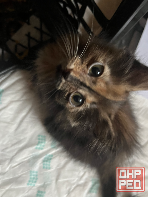 Отдам 3х кошечек бесплатно в добрые руки. 2 месяца. Сами кушают и вылизываются. Очень послушные. Донецк - изображение 1