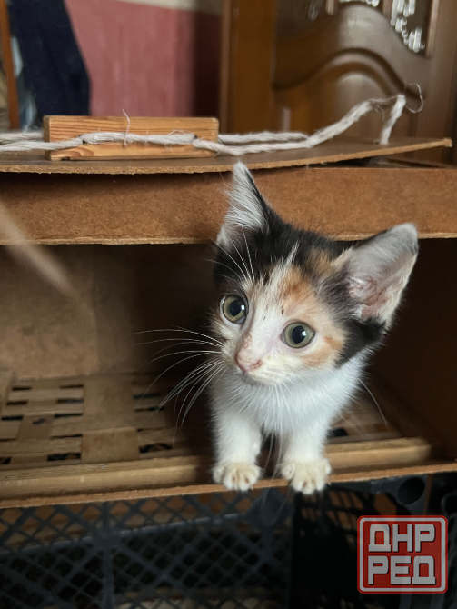 Отдам 3х кошечек бесплатно в добрые руки. 2 месяца. Сами кушают и вылизываются. Очень послушные. Донецк - изображение 4