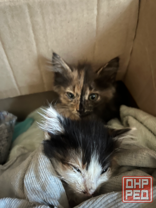 Отдам 3х кошечек бесплатно в добрые руки. 2 месяца. Сами кушают и вылизываются. Очень послушные. Донецк - изображение 2