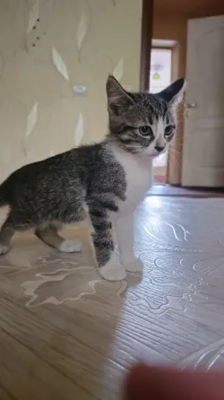 Отдам котят Донецк