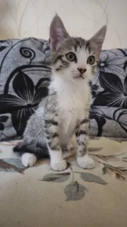 Отдам котят Донецк