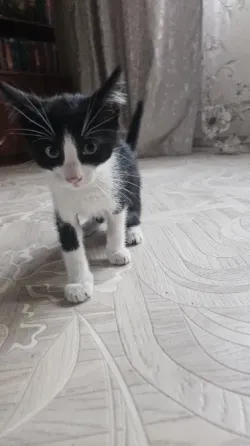 Отдам котят Донецк
