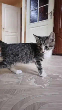Отдам котят Донецк