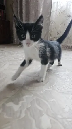 Отдам котят Донецк