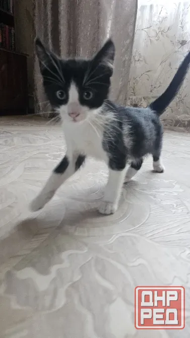 Отдам котят Донецк - изображение 1
