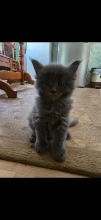 Котята мейн-кун Донецк