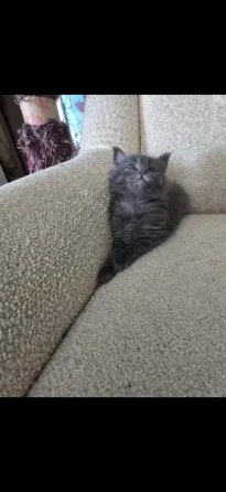 Котята мейн-кун Донецк