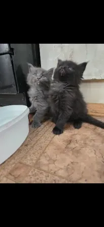 Котята мейн-кун Донецк