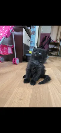 Котята мейн-кун Донецк