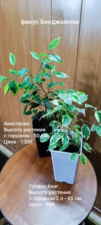 Фикус Бенджамина Донецк