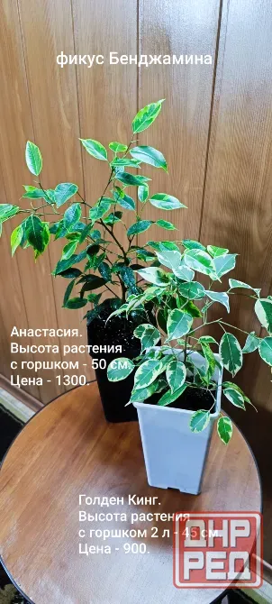 Фикус Бенджамина Донецк - изображение 1