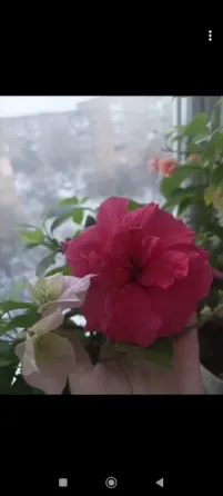 Гибискус Double Rose (Cona) Донецк
