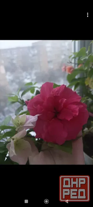Гибискус Double Rose (Cona) Донецк - изображение 1