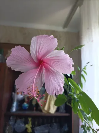 Гибискусы dainty pink Донецк