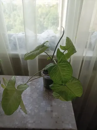 Смнгониумы. Донецк