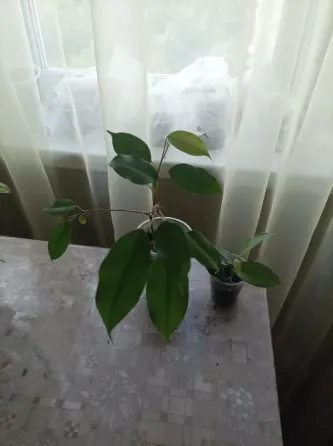 Фикусы Донецк