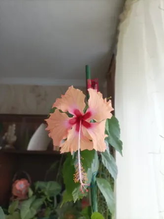 Гибискус Antilles Saumon Донецк