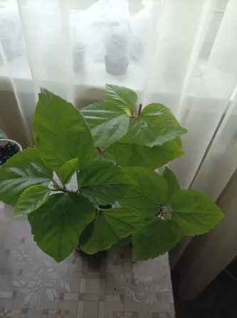 Гибискусы красные Донецк