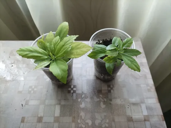 Гибискус шизопеталус Донецк