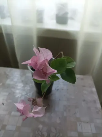 Маленькая бугенвиллея Double pink Донецк