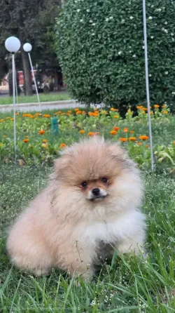 Померанский шпиц Донецк