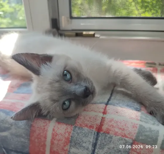 Невские маскарадные котята Донецк