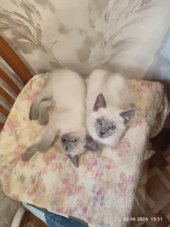 Невские маскарадные котята Донецк