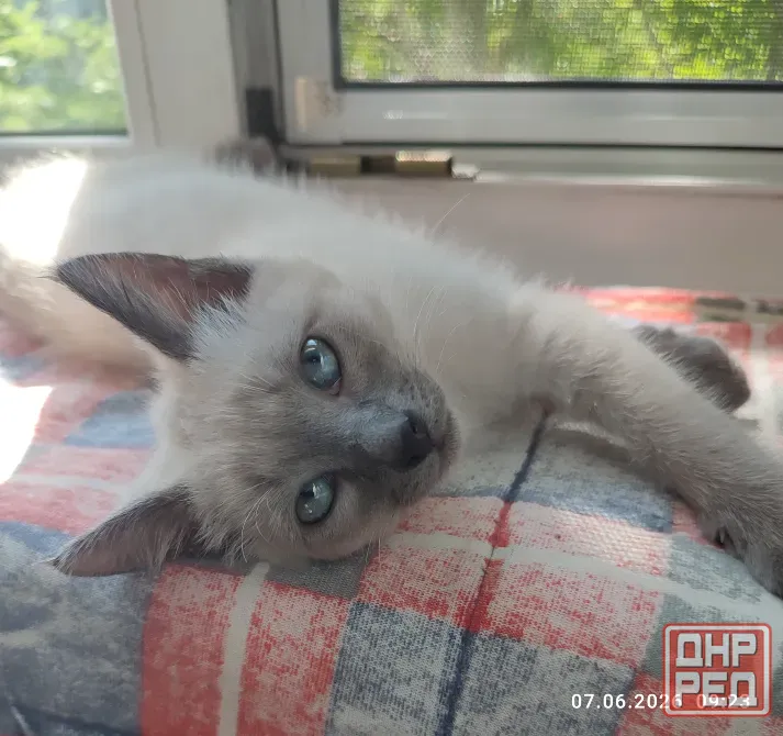 Невские маскарадные котята Донецк - изображение 1