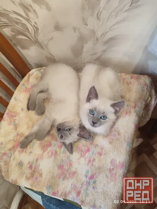 Невские маскарадные котята Донецк - изображение 2