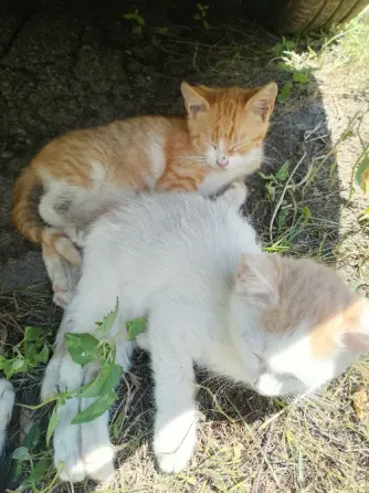 Отдам котят Горловка