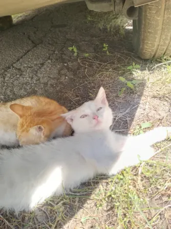 Отдам котят Горловка