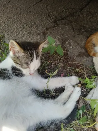 Отдам котят Горловка