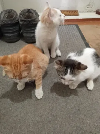 Отдам котят Горловка