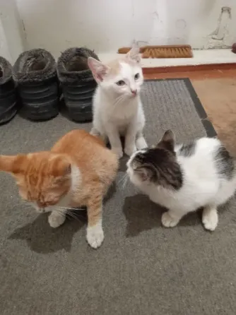 Отдам котят Горловка