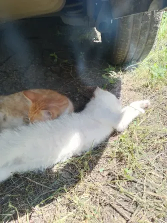 Отдам котят Горловка