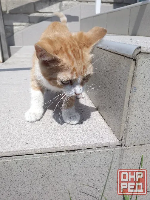 Отдам котят Горловка - изображение 7
